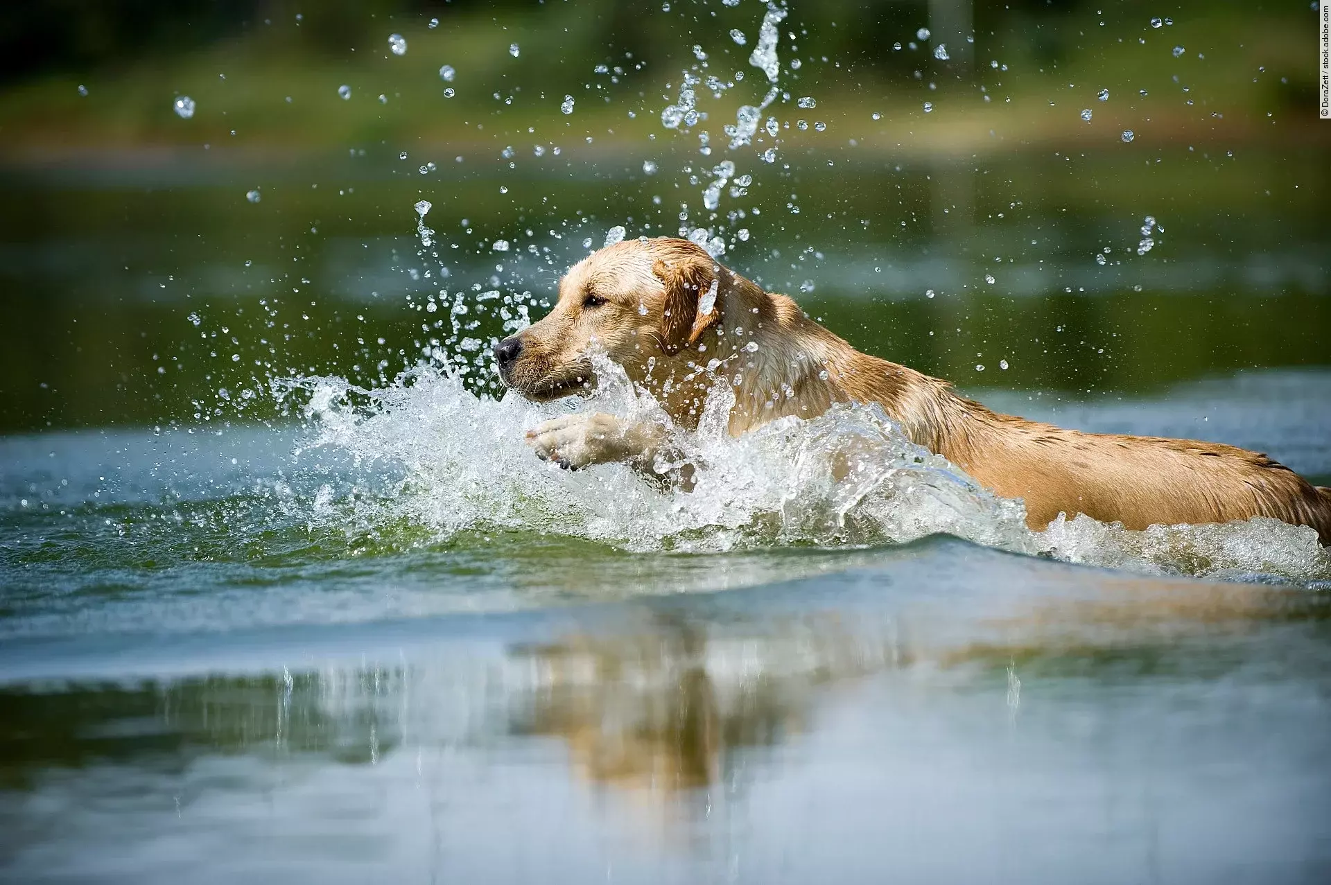 Ein Hund springt ins Wasser. Die Rasse des Hundes ist ein Labrador Retriever. Die Wassertropfen spritzen umher.