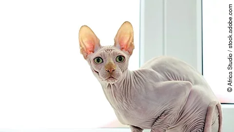 Cat sphynx on light background