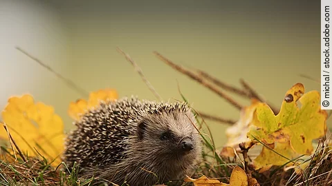 Europäischer Igel läuft über Gras und Laub.