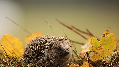 Europäischer Igel läuft über Gras und Laub.
