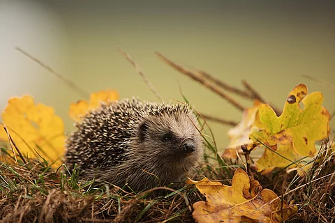Europäischer Igel läuft über Gras und Laub.