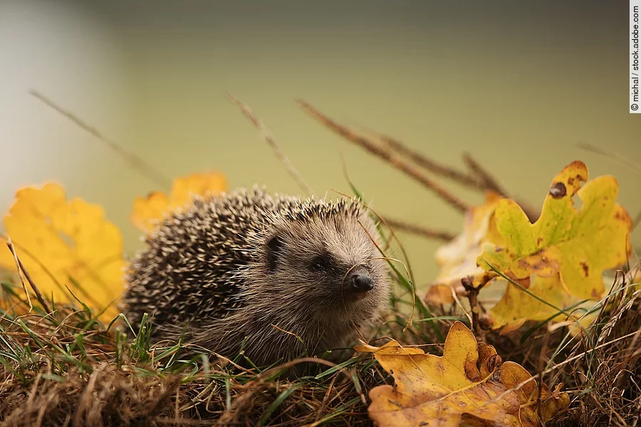 Europäischer Igel läuft über Gras und Laub.