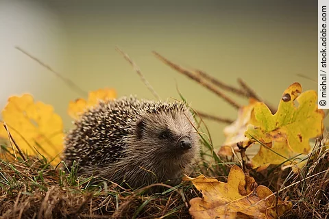 Europäischer Igel läuft über Gras und Laub.