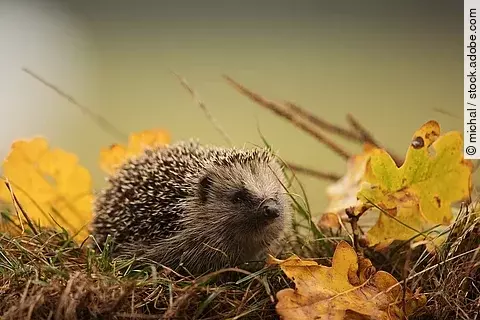 Europäischer Igel läuft über Gras und Laub.