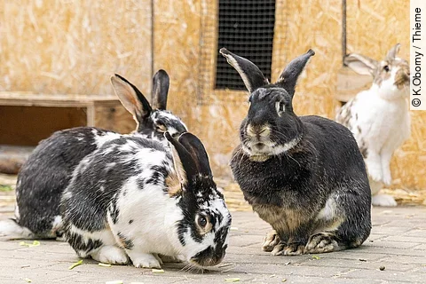 Kaninchengruppe im Außengehege