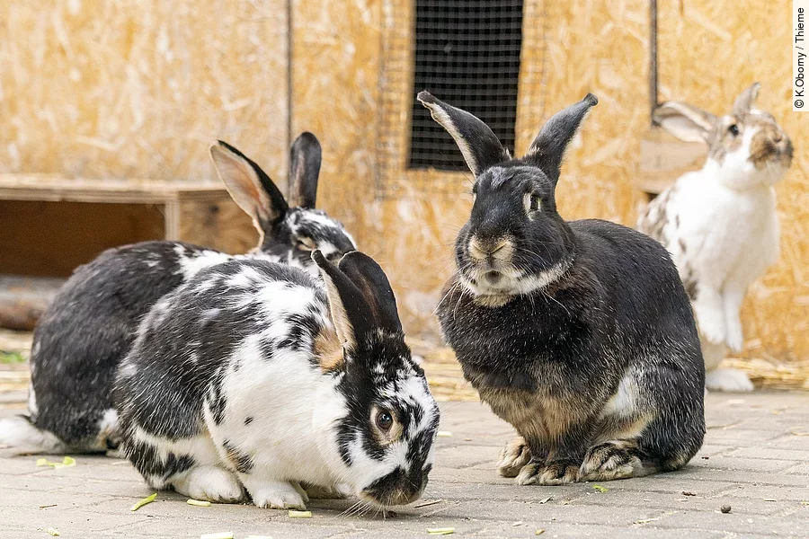 Kaninchengruppe im Außengehege Kaninchengruppe im Außengehege