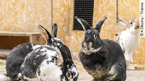 Kaninchengruppe im Außengehege
