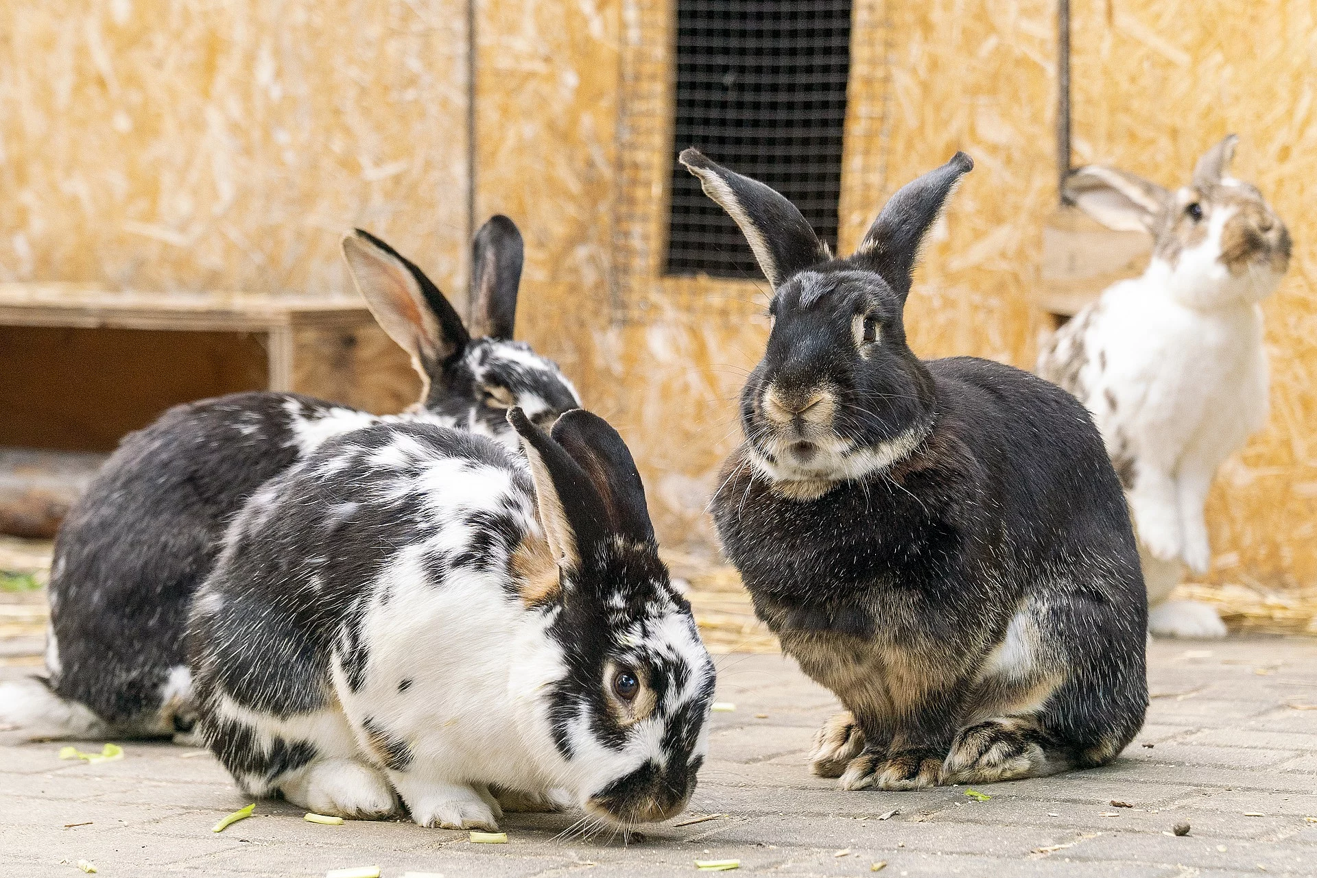 Kaninchengruppe im Außengehege