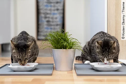 Zwei Katzen sitzen nebeneinander und fressen jeweils aus einem weißen Napf. Die Katzen sind beide schwarz-braun getigert und zwischen ihnen steht eine grüne Pflanze.