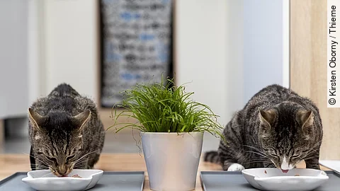 Zwei Katzen sitzen nebeneinander und fressen jeweils aus einem weißen Napf. Die Katzen sind beide schwarz-braun getigert und zwischen ihnen steht eine grüne Pflanze.
