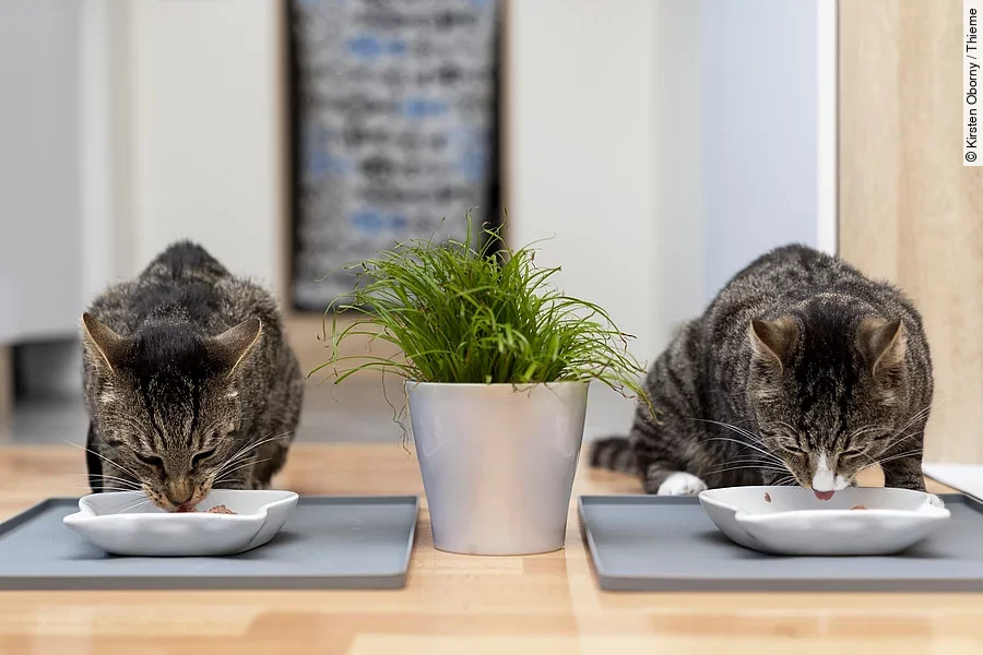 Zwei Katzen sitzen nebeneinander und fressen jeweils aus einem weißen Napf. Die Katzen sind beide schwarz-braun getigert und zwischen ihnen steht eine grüne Pflanze.