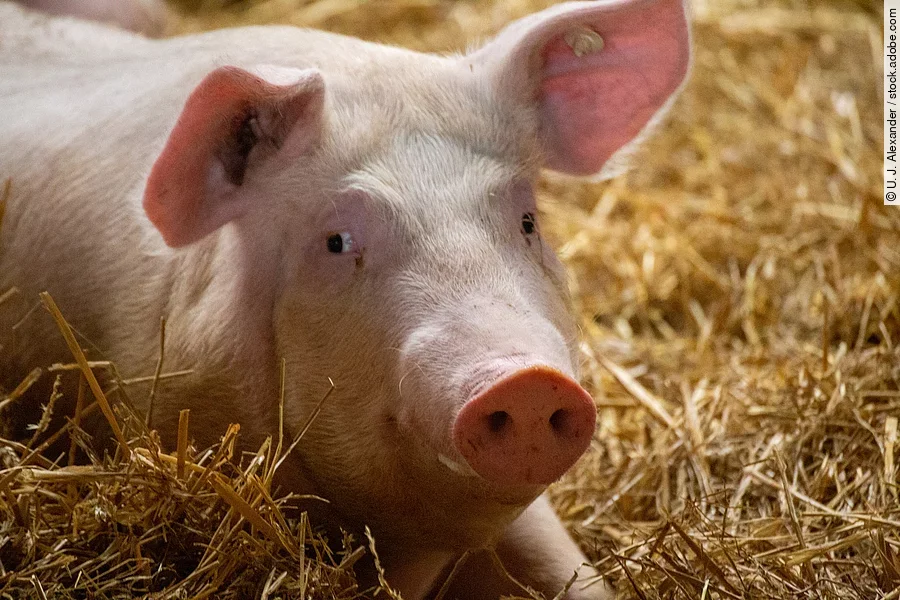 Ein Schwein liegt im Stall. Der Stall ist mit frischem Stroh eingestreut und das Schwein schaut in die Richtung der Kamera. An den Ohren des Tiers sind Ohrmarken befestigt. 
