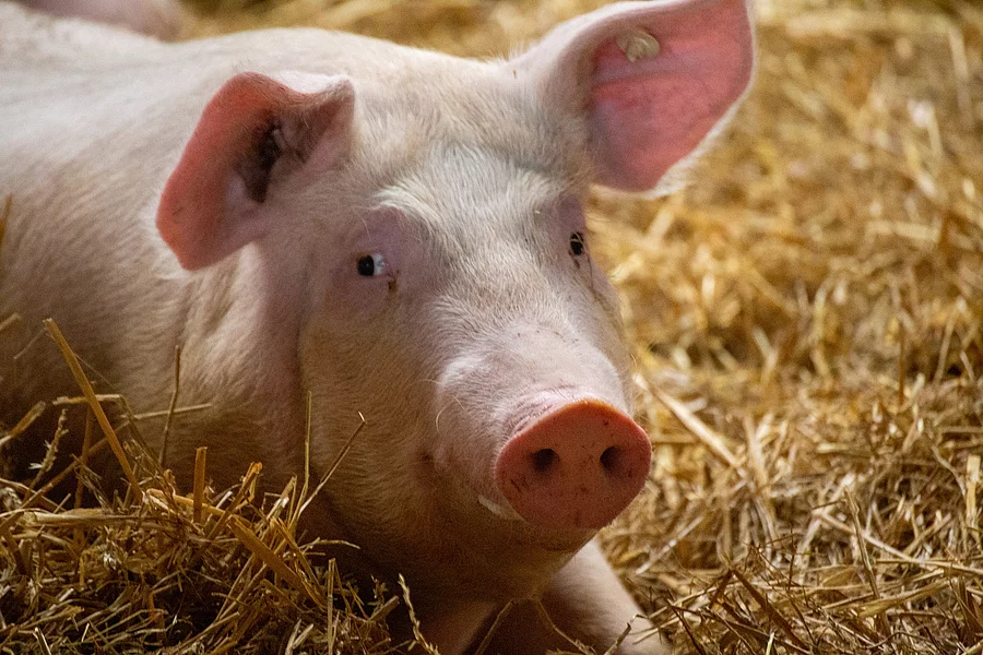 Artgerechte Schweinehaltung mit Haltung in stabilen Stallgruppen, Tageslichteinfall, Stroh, Einzelfressständen und separatem Kotbereich Ein Schwein liegt im Stall. Der Stall ist mit frischem Stroh eingestreut und das Schwein schaut in die Richtung der Kamera. An den Ohren des Tiers sind Ohrmarken befestigt.