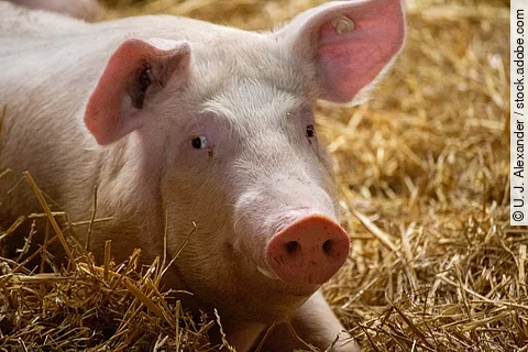 Ein Schwein liegt im Stall. Der Stall ist mit frischem Stroh eingestreut und das Schwein schaut in die Richtung der Kamera. An den Ohren des Tiers sind Ohrmarken befestigt. 