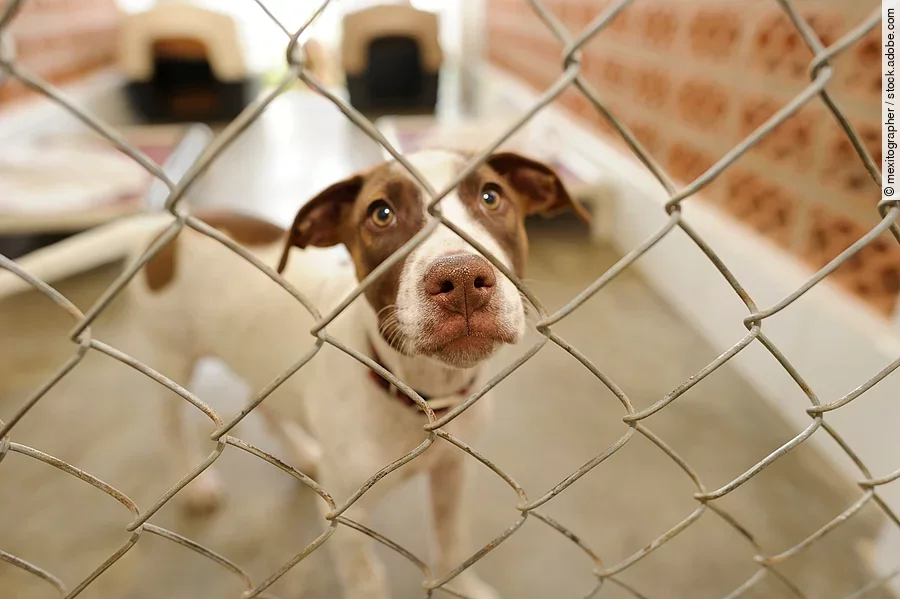 Hund im Tierheim