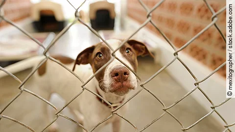 Hund im Tierheim