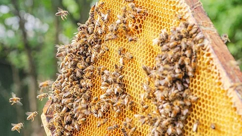 Hardworking bees on honeycomb in apiary 