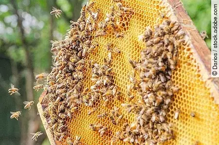 Hardworking bees on honeycomb in apiary 