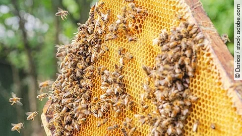 Hardworking bees on honeycomb in apiary 