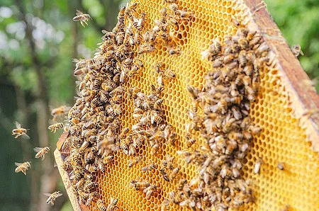 Hardworking bees on honeycomb in apiary 