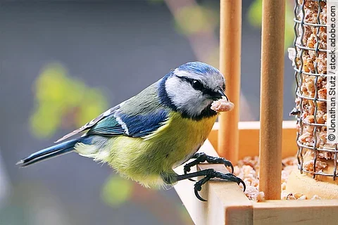 Eine Kohlmeise sitzt auf dem Rand von einem Futterhäuschen. Der kleine Vogel hat blau-grünes Gefieder. Das Futterhäuschen ist aus Holz und befüllt mit Vogelfutter.