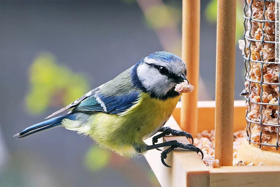 Eine Kohlmeise sitzt auf dem Rand von einem Futterhäuschen. Der kleine Vogel hat blau-grünes Gefieder. Das Futterhäuschen ist aus Holz und befüllt mit Vogelfutter.