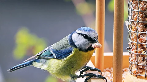 Eine Kohlmeise sitzt auf dem Rand von einem Futterhäuschen. Der kleine Vogel hat blau-grünes Gefieder. Das Futterhäuschen ist aus Holz und befüllt mit Vogelfutter.