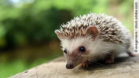 Ein Igel sitzt auf einem abgesägten Baumstamm.