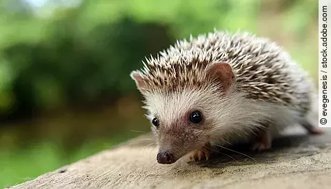 Ein Igel sitzt auf einem abgesägten Baumstamm.