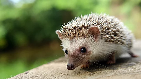 Ein Igel sitzt auf einem abgesägten Baumstamm.
