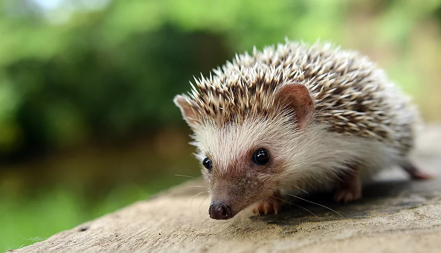 Hedgehog Ein Igel sitzt auf einem abgesägten Baumstamm.
