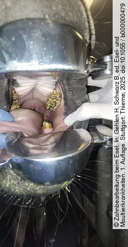 Ein Esel trägt ein Maulgatter damit man sein Gebiss besser untersuchen kann.