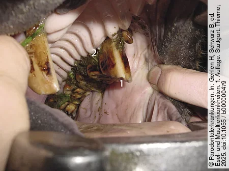 Im Eselmaul kann man bei der Zahnuntersuchung eine Rampe und das Diastema mit Futterimpression und Paradontaltasche erkennen.