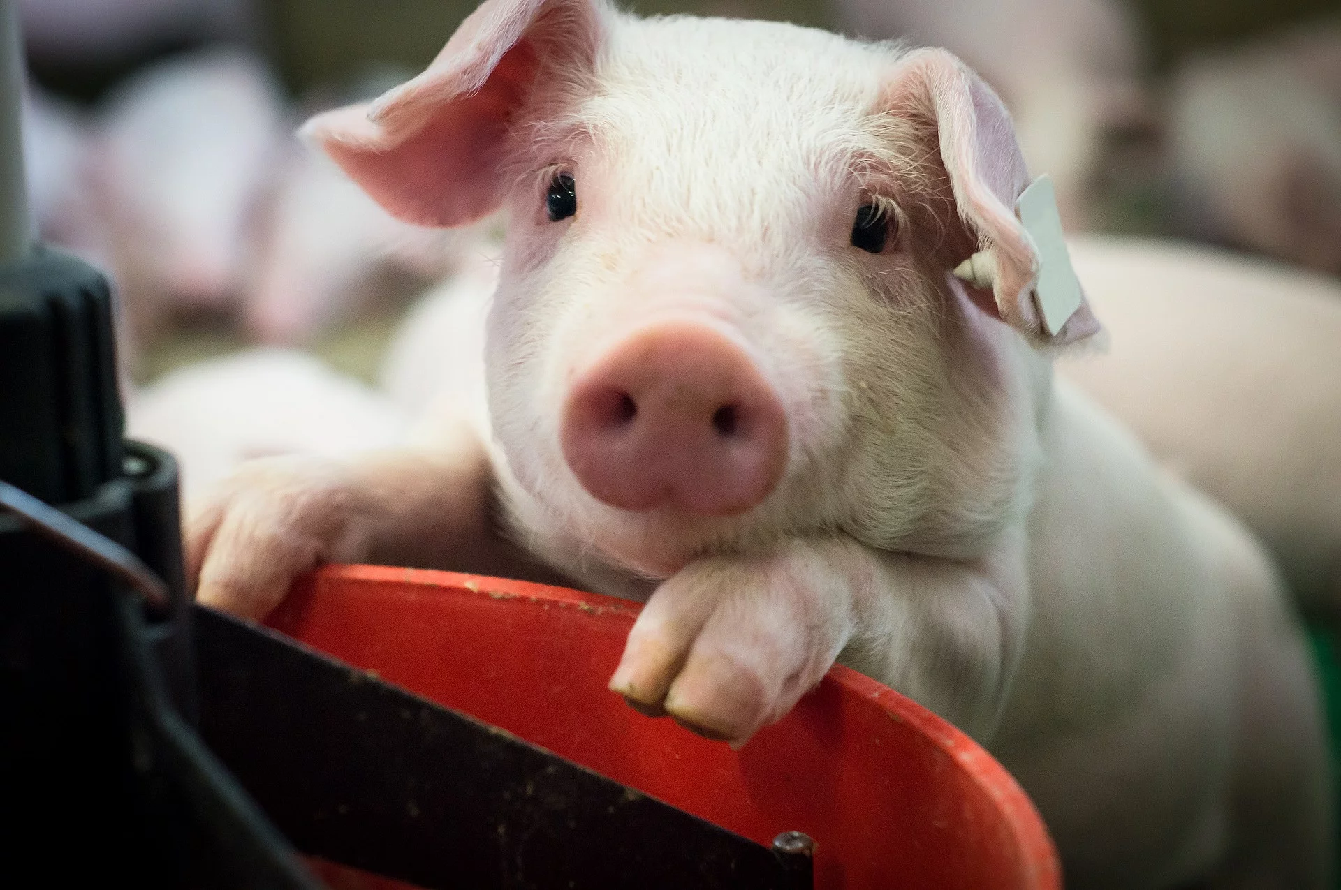 Schweinehaltung,Ferkel blickt neugierig aus einer Ferkelbucht
