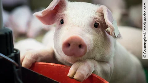 Schweinehaltung,Ferkel blickt neugierig aus einer Ferkelbucht