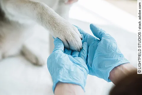 Arzt trägt Einweghandschuhe und hält eine Hundepfote.