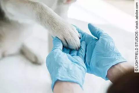 Arzt trägt Einweghandschuhe und hält eine Hundepfote.