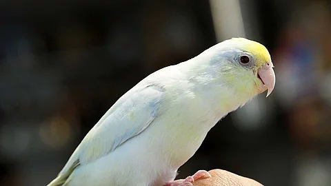 Selective focus of baby forpus parrotlet parrot bird on hand wit