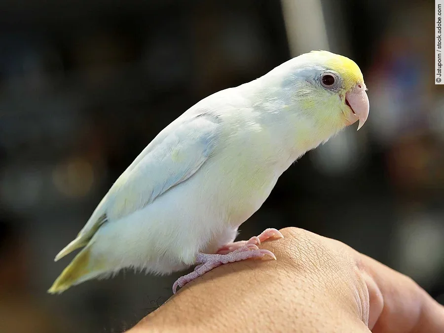 Selective focus of baby forpus parrotlet parrot bird on hand wit