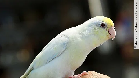 Selective focus of baby forpus parrotlet parrot bird on hand wit