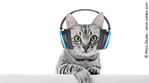 Beautiful cat isolated on white