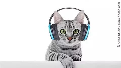 Beautiful cat isolated on white