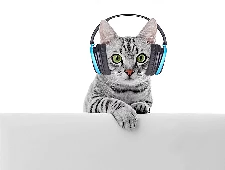 Beautiful cat isolated on white