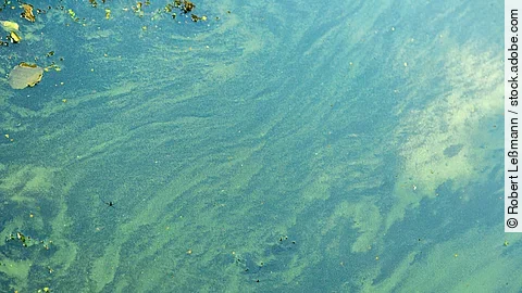 Blaualgen in einem Gewässer Blaualgen in einem Gewässer