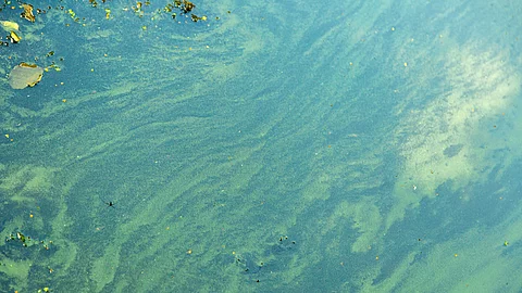 Blaualgen in einem Gewässer Blaualgen in einem Gewässer