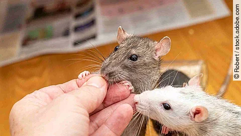 Man feeding his pet rats by hand