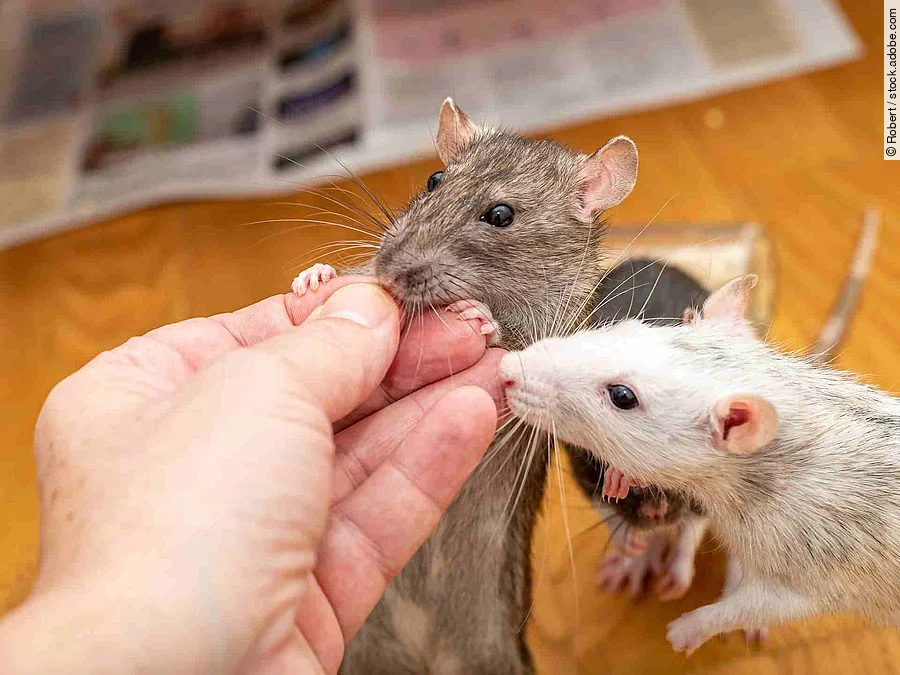 Man feeding his pet rats by hand