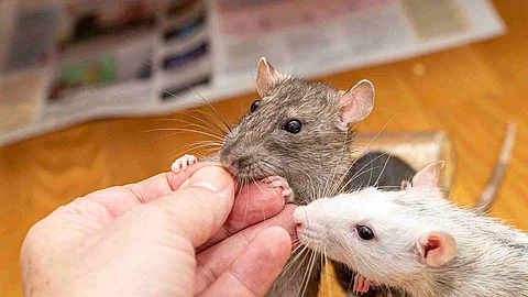 Man feeding his pet rats by hand