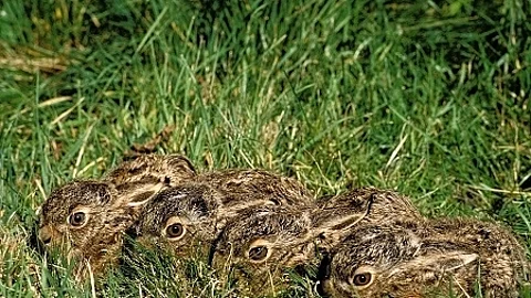 LIEVRE D'EUROPE lepus europaeus