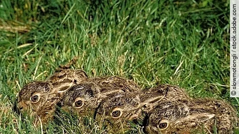 LIEVRE D'EUROPE lepus europaeus